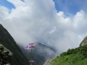 小河内～高山裏お花畑