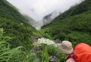 水場付近のお花畑を下る