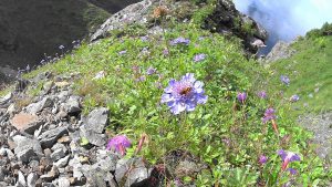 前小河内付近の花