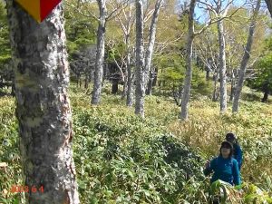 皇海山下山は女山の笹薮