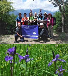 櫛形山のアヤメ