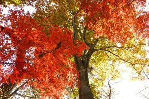 三頭山付近の紅葉