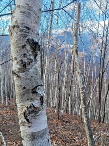 白樺の群生林